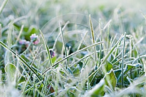 Background from a green grass covered with hoarfrost