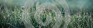 Background. green grass covered with shiny dew drops