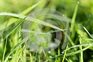 a drop of dew on the tip of a blade of grass