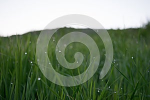 Background of green grass with a droplet of dew