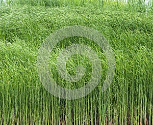 background with green grass in the field