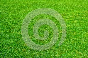 Background of green grass field. Green grass pattern and texture. Green lawn for background