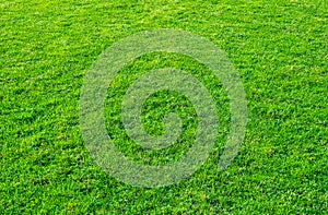 Background of green grass field. Green grass pattern and texture. Green lawn for background