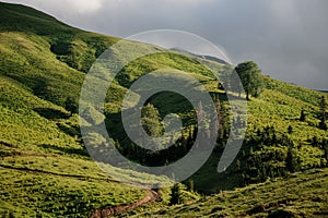 Background of the green grass hill covered with trees