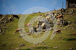 Background of the green grass hill with rocks on which cows graze