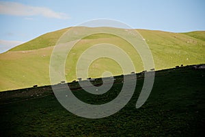 Background of the green grass hill on which cows graze