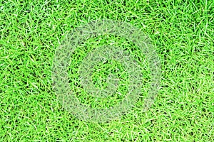 background green grass, mown meadow lawn top view. bright juicy summer spring background