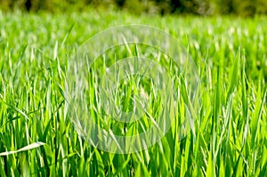 Background of the green grass in summer meadow field close up. Natural backgrounds and textures. Abstract. Rural scene