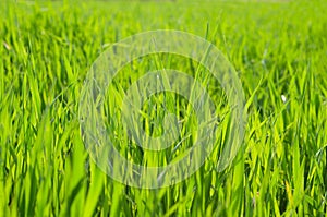 Background of the green grass in summer meadow field close up. Natural backgrounds and textures. Abstract. Rural scene