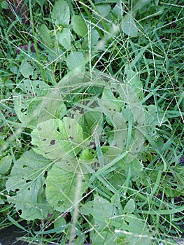 Background of green grass and vegetable leaves in the garden