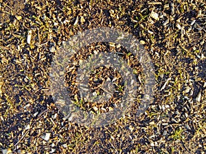 Background with green grass and wood sawdust lying on the ground. Background from natural material with a rough soiled surface