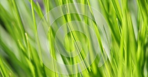 Background - green grass