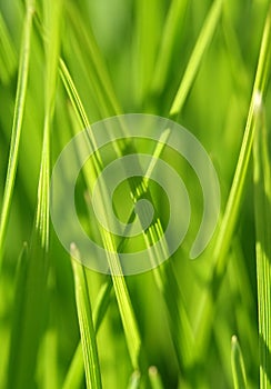 Background - green grass