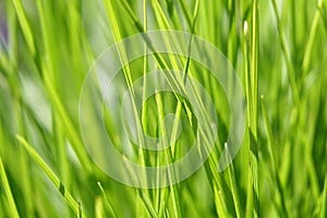 Background - green grass
