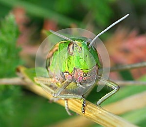 Background with green grasshopper from anfas on a green leaf.