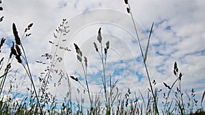 Background of green herbs