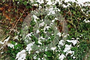 Background of green ivy leaves and branches under the snow on the wall