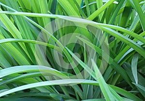 Background green juicy long grass texture
