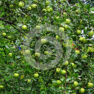Background and green landscape. apples in an apple tree in orchard, in early summer