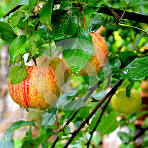 Background and green landscape. apples in an apple tree in orchard, in early summer