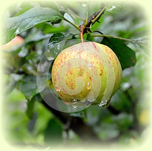 Background and green landscape. One apples in an apple tree in orchard, in early summer