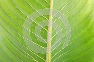 background of green leaf