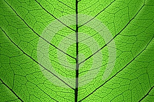 Background of Green Leaf cell structure - natural texture