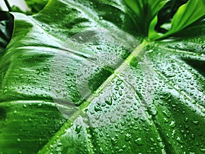 Background of Green Leaf with Rain Droplets