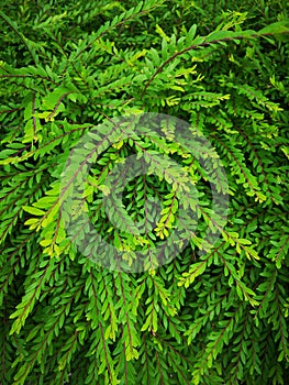 Background of the green leaves