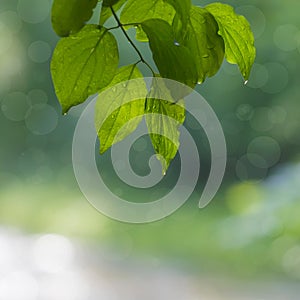 Background of green leaves