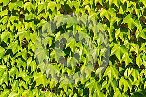 Background of green leaves on a brick wall