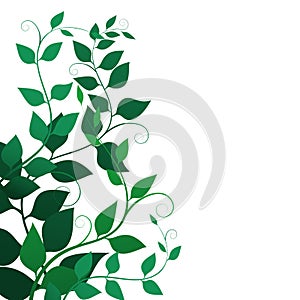 Background with green leaves and curls , vector illustration. branches