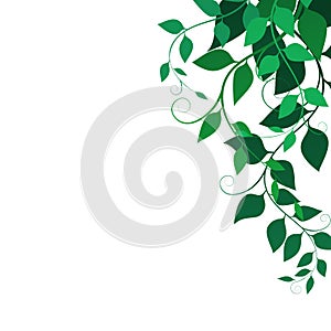 Background with green leaves and curls , vector illustration. Fine branches