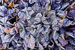 Background of green leaves in the frost with ice crystals.