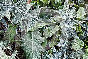 Background of green leaves in the frost with ice crystals.