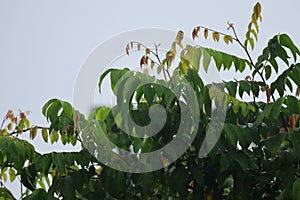 Background Green Leaves Growth Nature In The Rainy Season