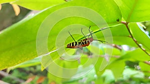 background of green leaves with insects perched underneath