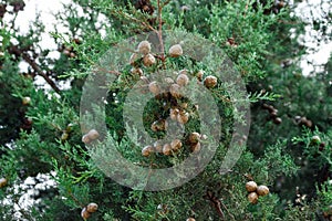 Background of green leaves of a large cypress tree with many cones