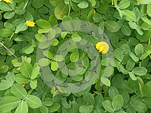 Background Green leaves of Pinto Beans