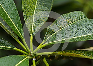 Background green leaves Plumeria covered with dew drops of rain close-up pattern tecture