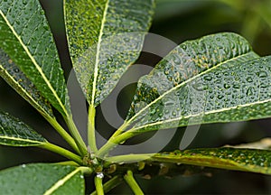 Background green leaves Plumeria covered with dew drops of rain close-up pattern tecture photo