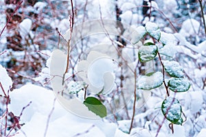 Background of green leaves and red stems showing in snowfall after a snowstorm in Vancouver Delta BC, at Burns Bog. Snowy forest