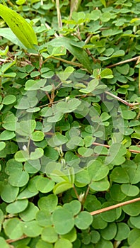 Background with green leaves for Saint Patrick`s Day, believed to be a symbol of good luck