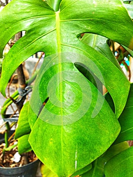 Background of green leaves with unique shapes