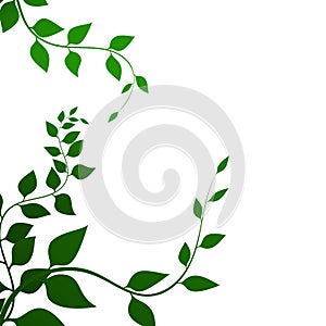 Background with green leaves  , vector illustration. Fine branches