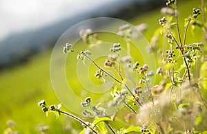 Background of green little plant