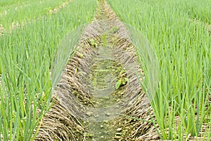 Background of green onion farm