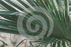 Background with green palm tree leaf