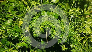 Background of green parsley leaves