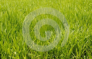 Background of green Pasture Ryegrass field photo